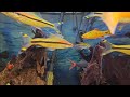Calming Fish video - Denison Barb (Big Al's) - Tropical Vibes & Relaxing Music