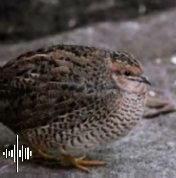 Quail Sound (Suara Burung puyuh)👀