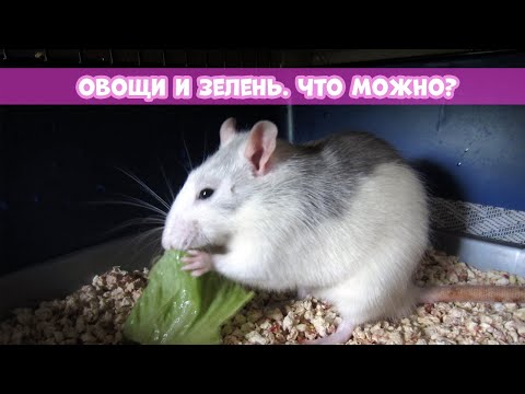 КАКИЕ ОВОЩИ И ЗЕЛЕНЬ МОЖНО КРЫСАМ || Опасные продукты