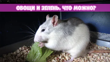 КАКИЕ ОВОЩИ И ЗЕЛЕНЬ МОЖНО КРЫСАМ || Опасные продукты