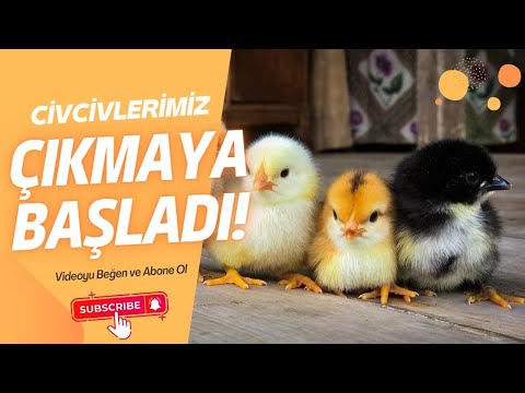 Yeni civcivlerimiz çıktı kafeslerimiz yetmiyor