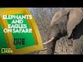 Animal Adaptations and Behavior