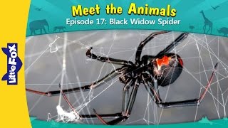 Meet the Animals 17 | Black Widow Spider | Wild Animals | Little Fox | Animated Stories for Kids