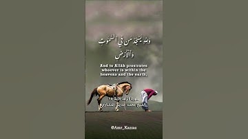 سورة الرعد الآية ١٥ الشيخ محمد صديق المنشاوي
