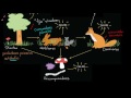 Flujo de energía y materia a través de los ecosistemas | Biología | Khan Academy en Español