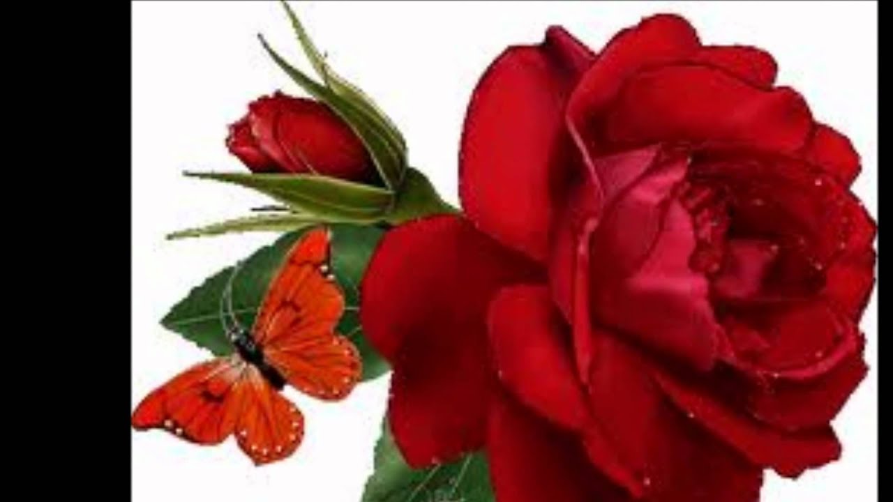 FELIZ CUMPLEAÑOS PRIMA - YouTube