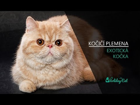 Video: Exotická Kočka: Popis Plemene, Povahy A Zvyků Exotické Kočky, Recenze Majitelů, Fotografie