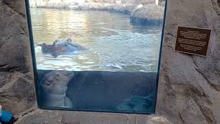 Hippos Bibi and baby Fritz seem very intrigued by small children at the zoo. 10/21/22