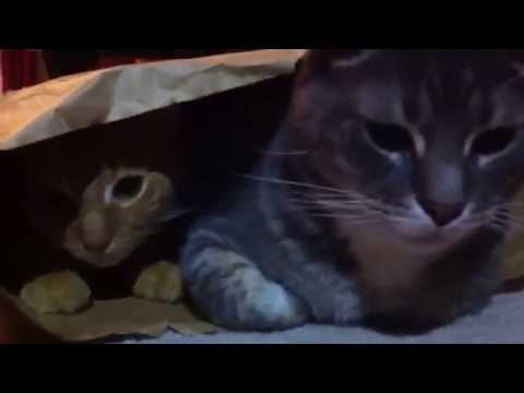 2 Cats, 1 Bag