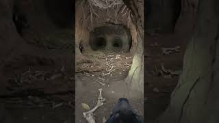 CreatureCam: Inside a Tasmanian Devil Den (Real POV) .#CreatureCam #TasmanianDevil