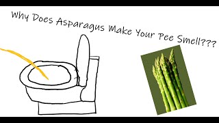 Why Does Asparagus Make Your Pee Smell? Asparagus Pee Explained