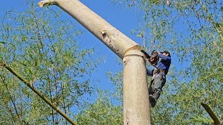 Cưa  cây  gòn  siêu  to, Sawing cottonwood.  Cưa  cây  kỷ thuật cao