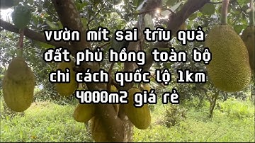 không chăm nỗi đành bán vườn mít 4000m2 sai trĩu quả giá chỉ 1triệu/m2 đất châu đức bà rịa vũng tàu