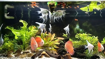 Nuôi cá dĩa, cá ông tiên và cá bảy màu trong hồ thuỷ sinh 2019 (Re-up)