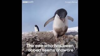 **FUNNY** Frozen Planet - Penguin's life of crime