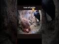 Mother's revenge is always brutal 💀 #shorts #status #short #viral #trending | Kestrel vs jackdaw