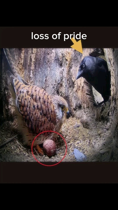 Mother's revenge is always brutal 💀 #shorts #status #short #viral #trending | Kestrel vs jackdaw