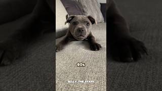 Let Me Introduce You To The Staffordshire Bull Terrier