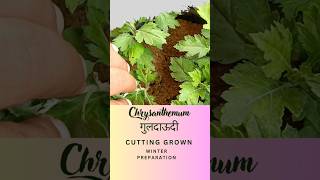 Cuttings से उगाए गए गुलदाऊदी के पौधे chrysanthemum guldaudi shorts youtubeshorts