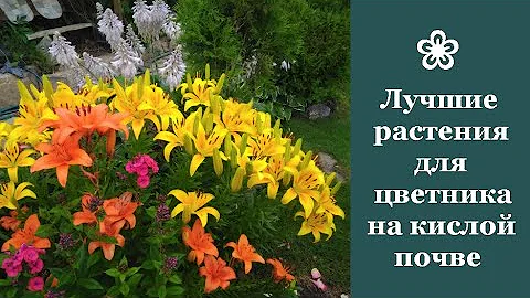 ❀ Лучшие растения для цветника на кислой почве