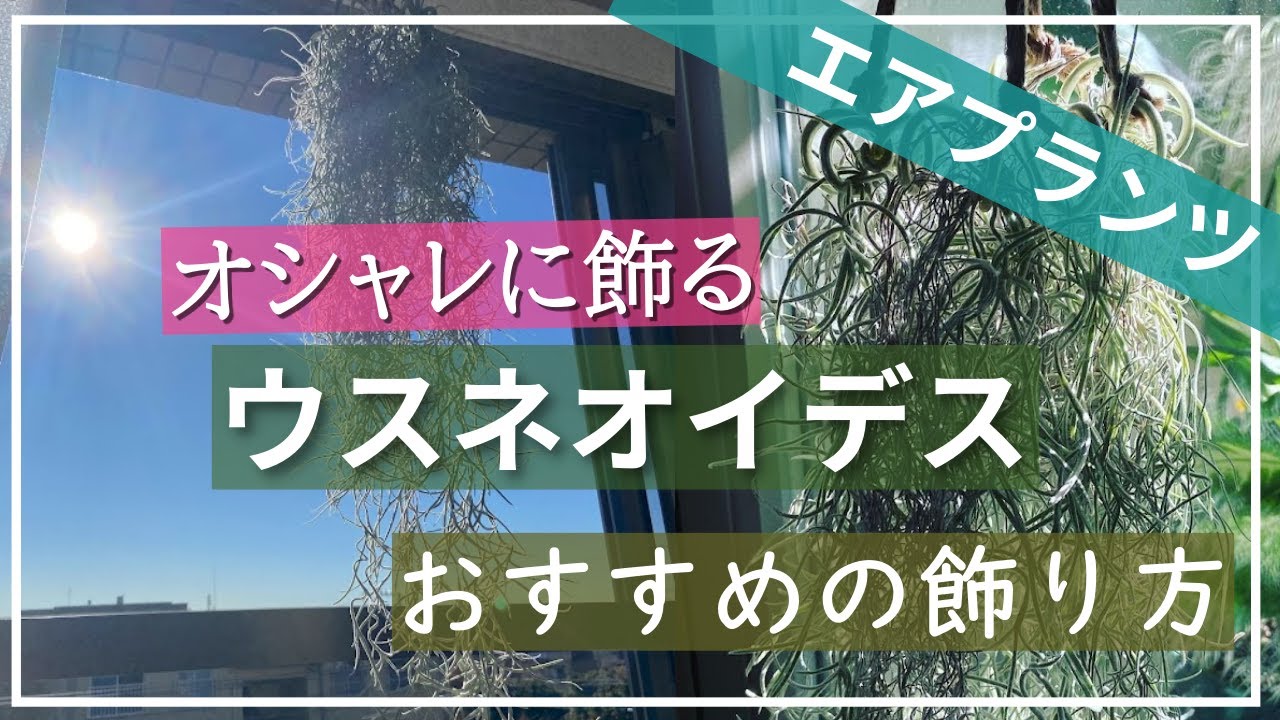 【エアプランツ】ウスネオイデスを枯らさずにオシャレに飾る！コイル状のウスネオイデスハンガー！ハンドメイドワイヤーが手軽で簡単！エアープランツ初心者や吊し方に迷ったら仕立て直しに超おすすめ！