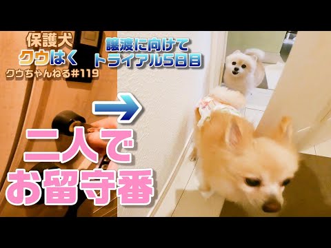 【保護犬クウ】二人でお留守番。帰宅すると○○です。譲渡に向けてトライアル5日目!　【rescued dog】An answering machine with two animals.