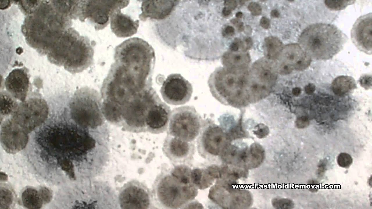 Basement Odors And Mold By FastMoldRemovalcom YouTube