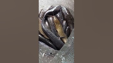 20 cái lờ gần 5 kí cá lóc đồng và cá trê vàng béo ú còn rô phi, rô đồng, cá tạp chưa tính.