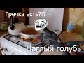 Наглый голубь, часть 2