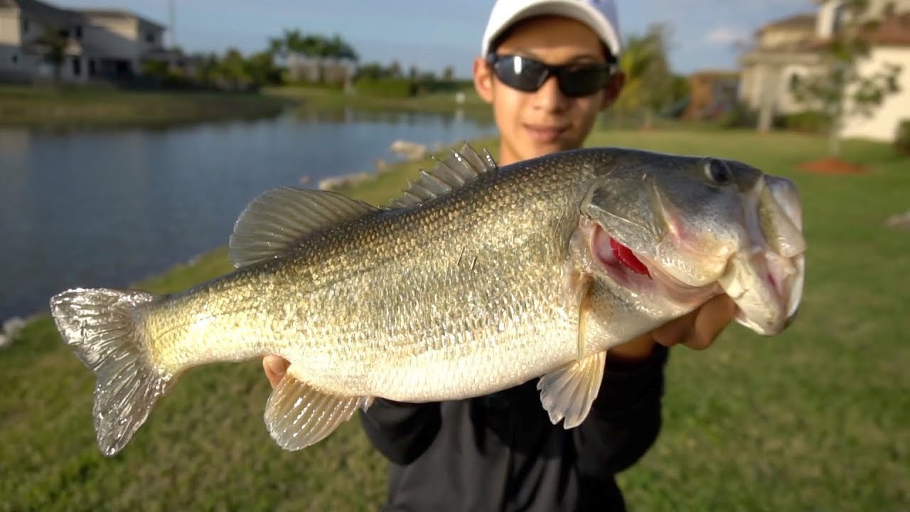 INSANE freshwater fishing edit!!! (largemouth bass, peacock bass,  snakehead) 