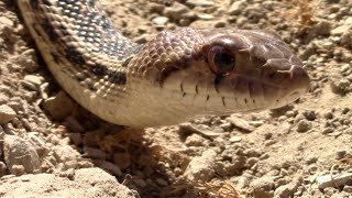 A brief video of beautiful adult san diego gopher snake, subspecies
the pacific snake. this was about 4ft snake which rescued from resi...