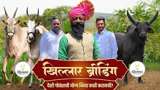 खिल्लार ब्रीडिंग वर कसे काम केले जाते? श्री मयूर काळोखे | Khillar Maharashtrachi Shaan 2024