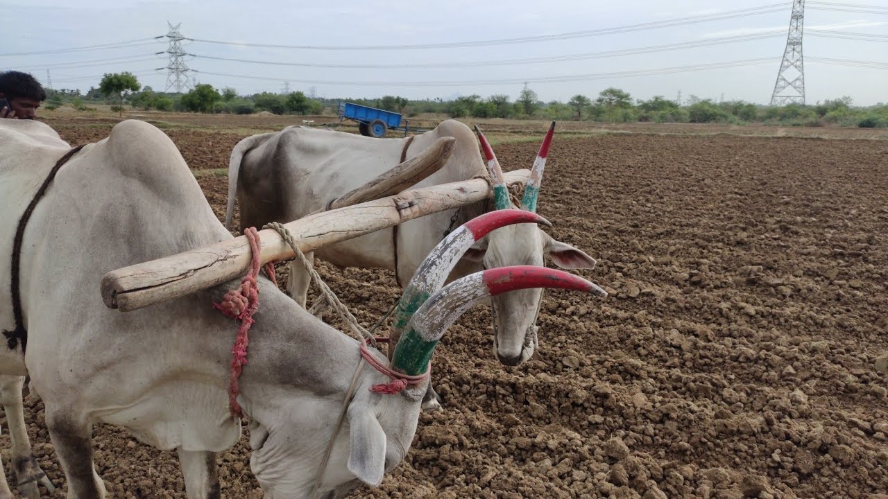 Bullock Bullock using framing agricultural Bullock using
