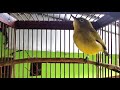 Suara Panggilan Burung Pleci Betina Buat Pleci Jantan Jadi Ngotot Ngalas Mp3 - Mp4 Download