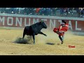 Resumen  corrida de toros tradicional chumbivilcas 2022