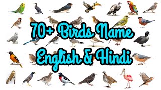 70+ Birds Name English & Hindi | Vocabulary