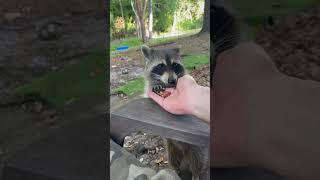 #Florida Man Feeding Racoons.