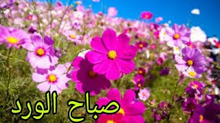 💐نسمات صباحية💐صباح معطر بذكر الرحمن🥀