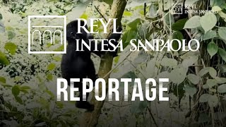Reportage  la protection des gorilles en Ouganda avec l’IUCN