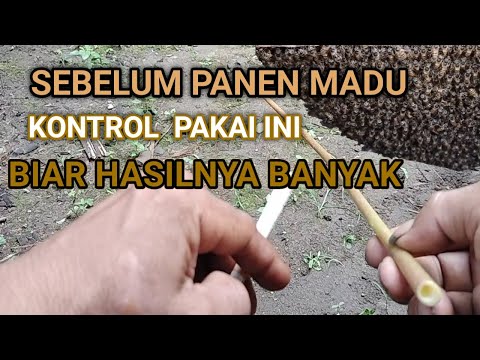 Video: Apakah Lebah Perlombongan – Mengenalpasti Lebah Di Dalam Tanah