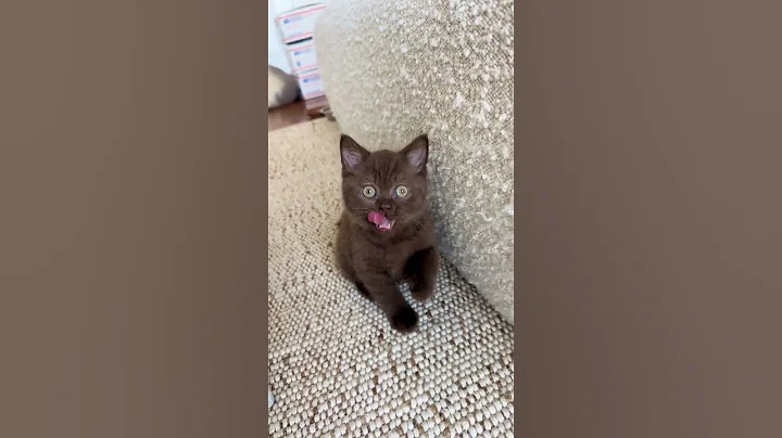 Video 11891141: cats catlover kitty, lazy kitten, kitten playing