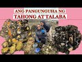 Ang pangunguha ng tahong mussels at talaba oysters  maan conde tv