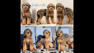 Dog Grooming For Beginners | How to Groom Your Bernedoodle at Home