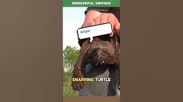 This Turtle Can SNAP Your Finger Off! 😱 #SnappingTurtle #WildlifeFacts #AmazingAnimals