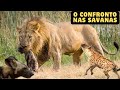 Confrontos na Savana: Hienas, Leões e Cães Selvagens