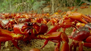Planet Earth II Official Extended Trailer