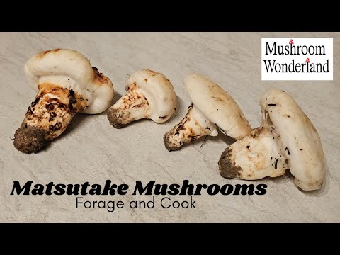 علف وطهي فطر ماتسوتاكي فطر ماتسوتاكي الغربي  