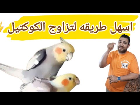 إجبار الكوكتيل على التزاوج فورا