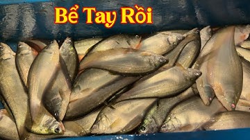 Ba Anh Em Thả Câu THÁC LÁC Trúng Bể Tay /Định Nguyễn Hậu Giang