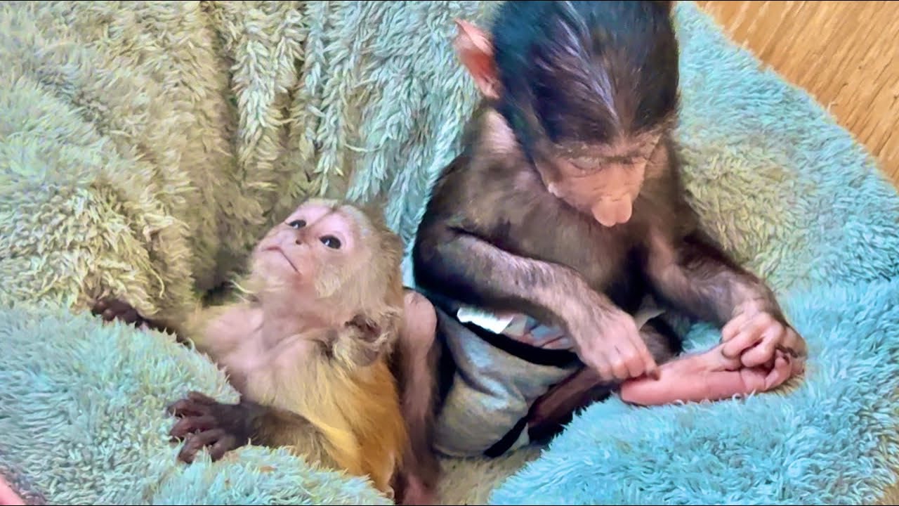 Как у нас появился НОВЫЙ ПИТОМЕЦ и как Анфиса заставляет маленького Финика с ней играть?